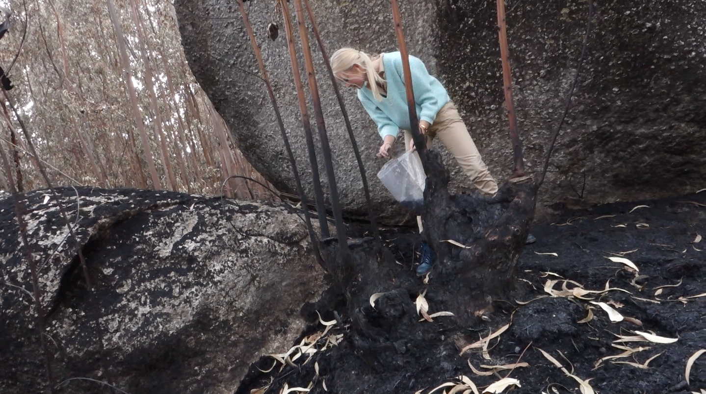 Ellen_Piot_Obelisco_Forest_Fire_2 Obelisco Forest Fire by Ellen Piot