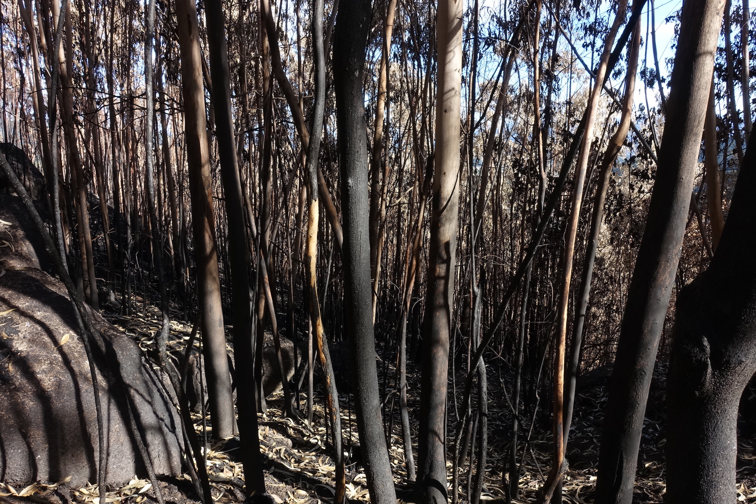 Ellen_Piot_Obelisco_Forest_Fire_3 Obelisco Forest Fire by Ellen Piot