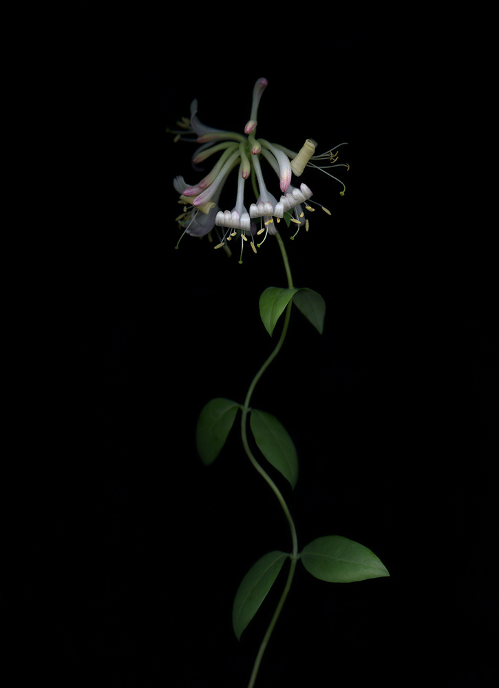04_03_Geissblatt_Lonicera_Caprifolium_2017 Geissblatt (Lonicera caprifolium), 2017/2018