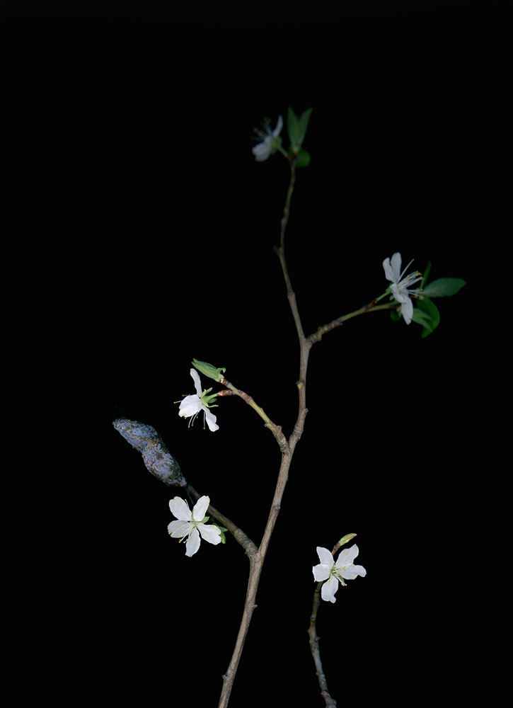 05_04_Zwetschke_Prunus_Domestica_2017 Zwetschge (Prunus domestica) 2017