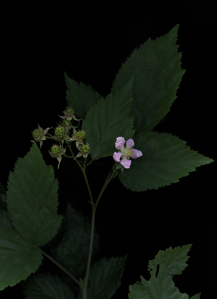 06_06_Brombeere_Rubus_Sectio_2017 Brombeere (Rubus sectio), 2017