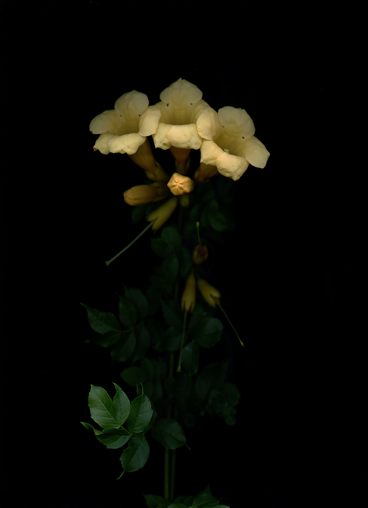 07_08_Trompetenblume_Campsis_Radicans_2017 Kopie Trompetenblume (Campsis radicans), 2017