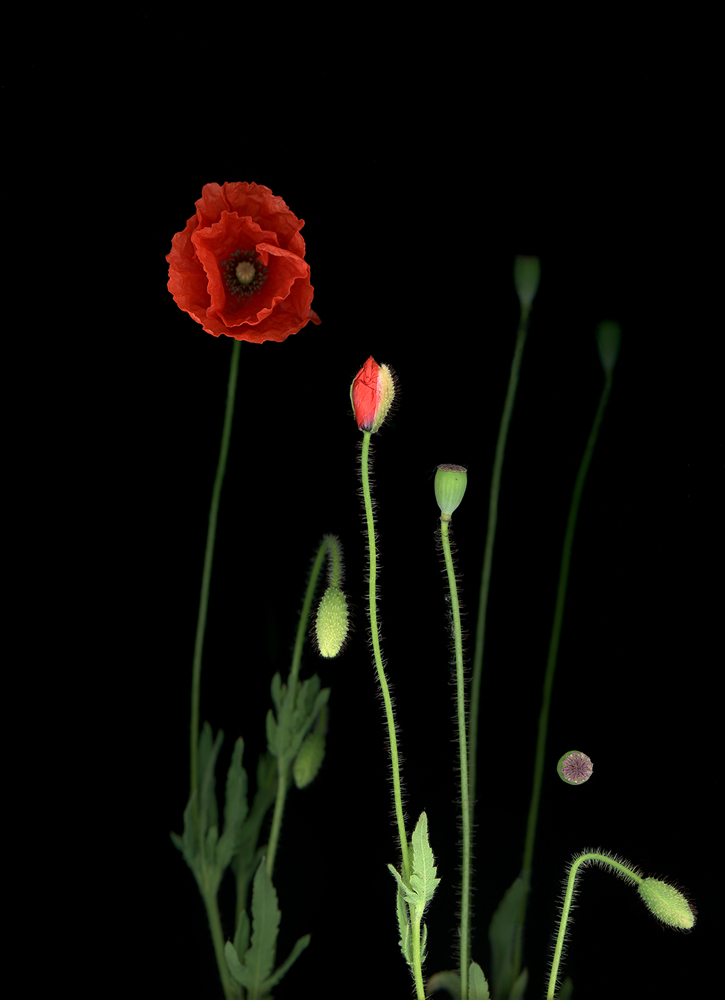 08_17_Mohn_Papaver_Rhoeas_2018 Kopie Klatschmohn (Papaver Rhoeas), 2018