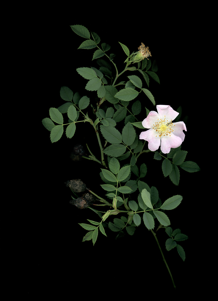 09_22_Hagebutte_Rosa_Canina_2018 Kopie Hagebutte (Rosa canina), 2018