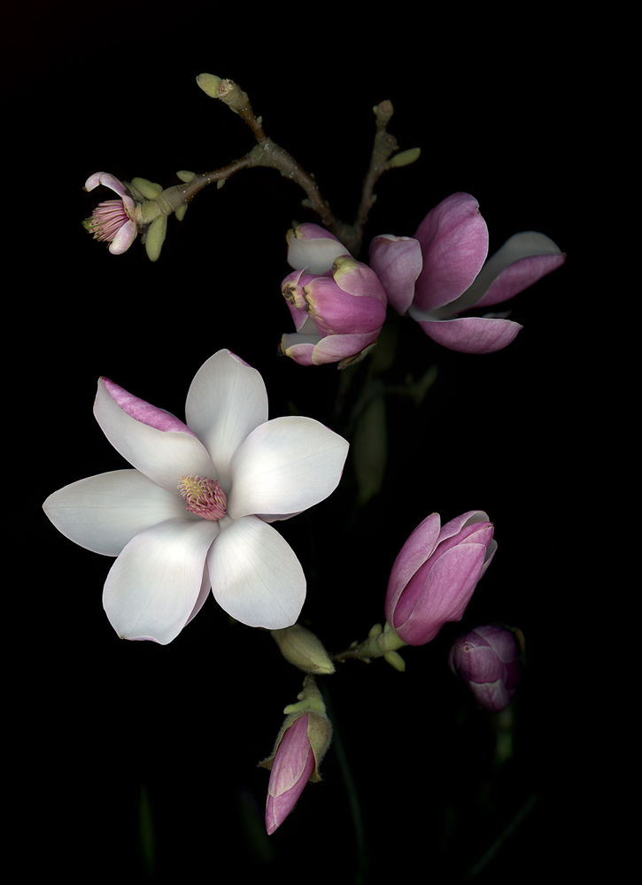 10_25_Magnolie132_ret Magnolie (Magnolia), 2019