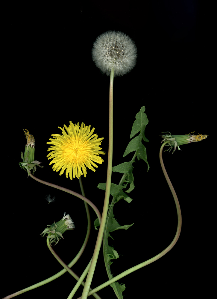 Löwenzahn (Taraxacum), 2019