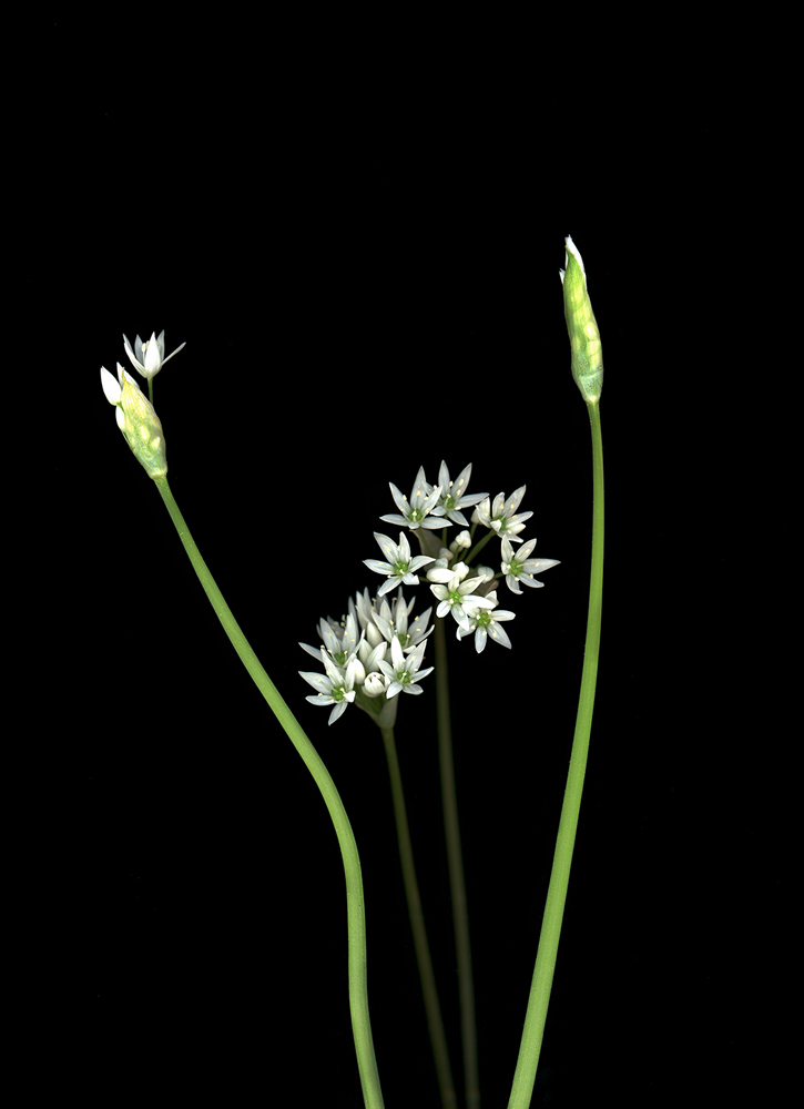 Bärlauch (Allium ursinum), 2018