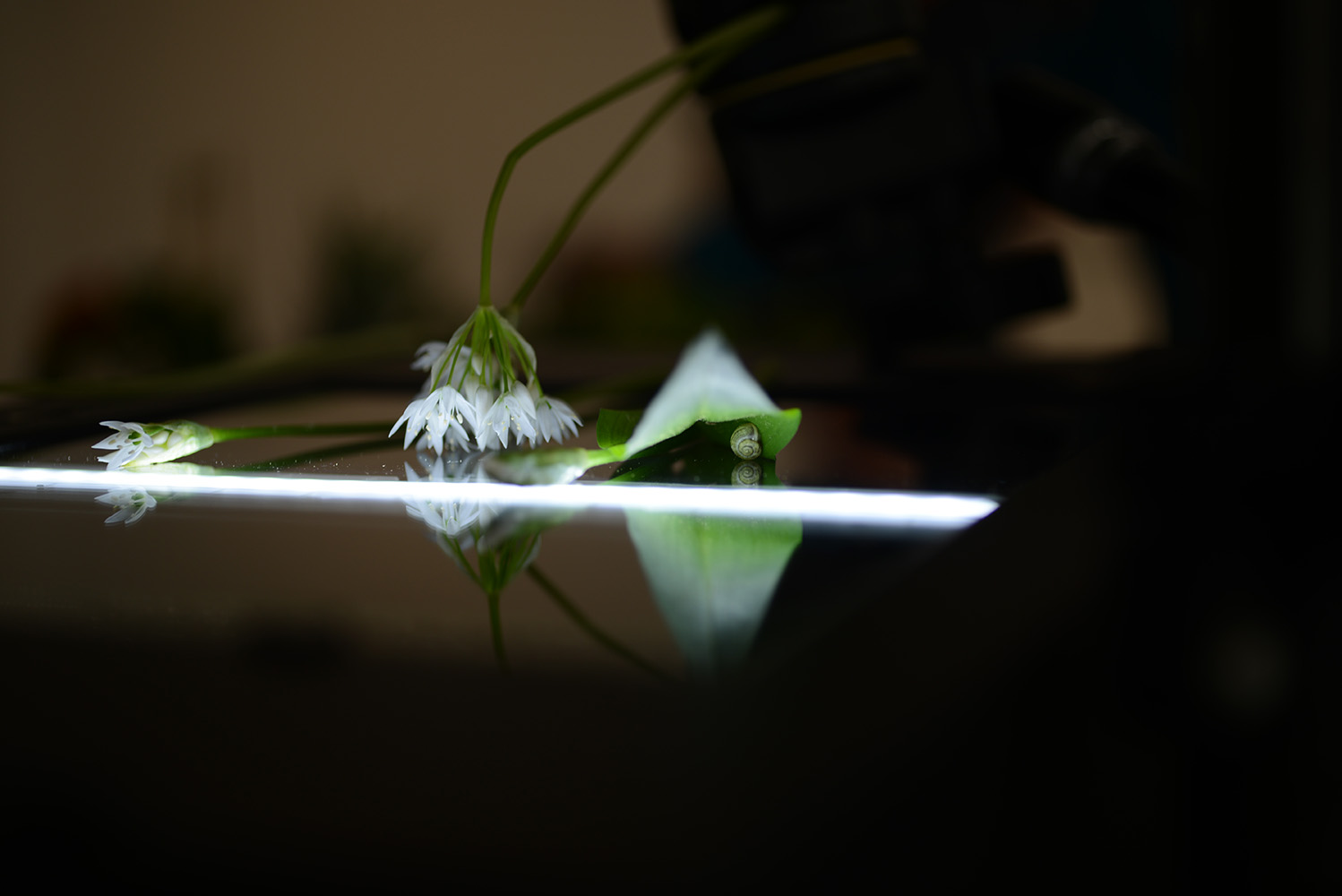 Detail of the Performance THE VEGAN SCANNING PRINTING COOKING PROJECT, 2018