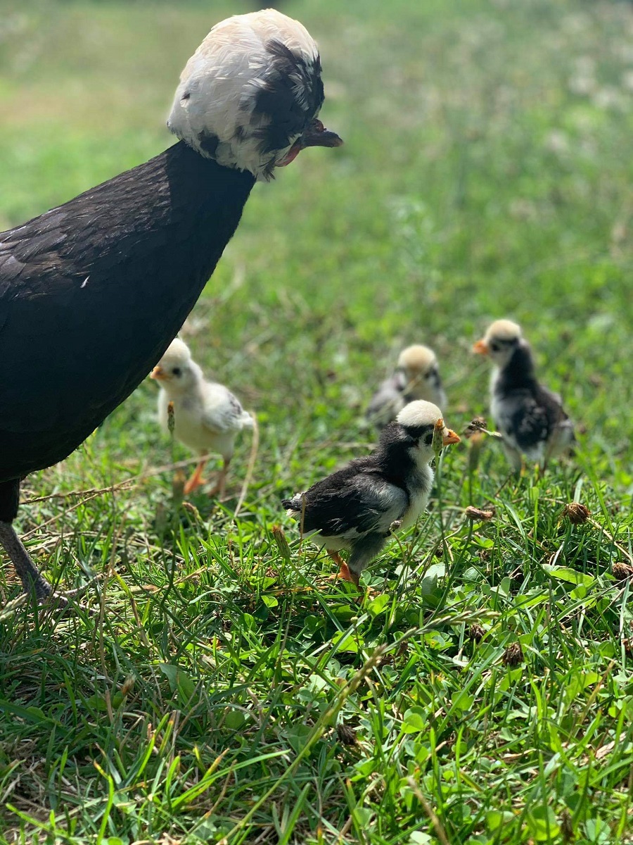 Green- chicken