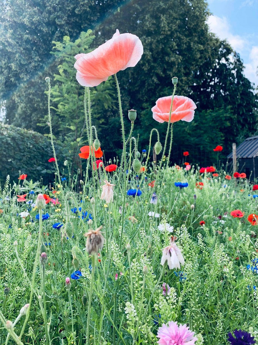 Green - flowers 1