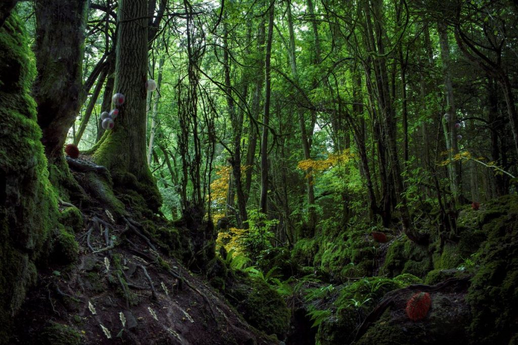 © Small Alexandra Daisy Ginsberg, “Rewilding with Synthetic Biology” from Designing for the Sixth Extinction, 2013-15-1